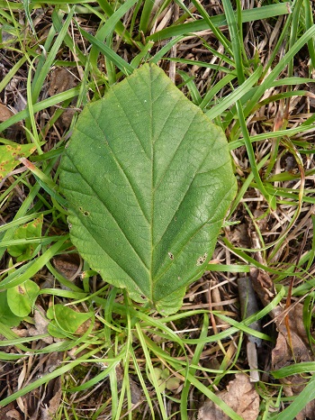 w004473katamati10-1