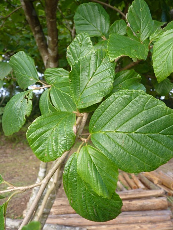 w004473katamati11-1