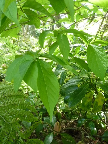 w004473katamati2-1