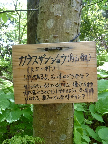 w004473katamati3-2