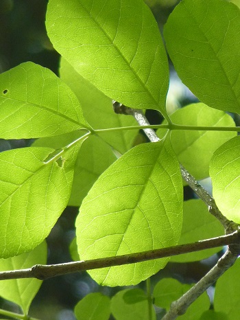 w004473katamati7-1