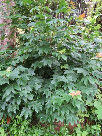 w004474arimagawa-1
