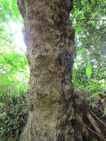 w004474arimagawa-2
