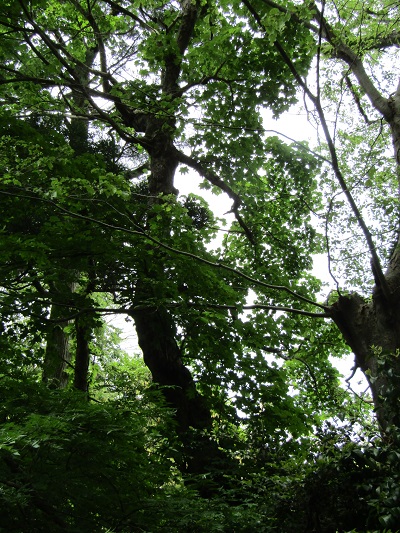 w004474arimagawa