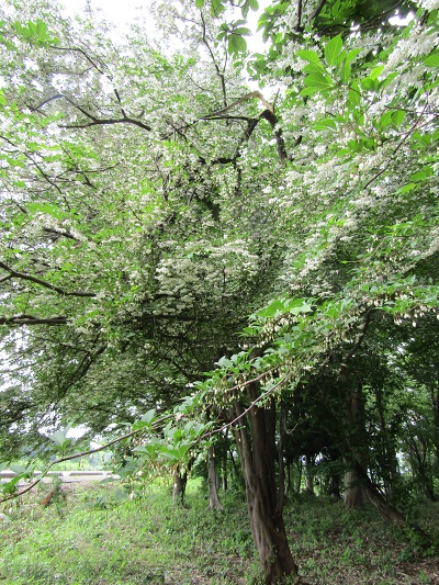 w004475sanbongisinden1