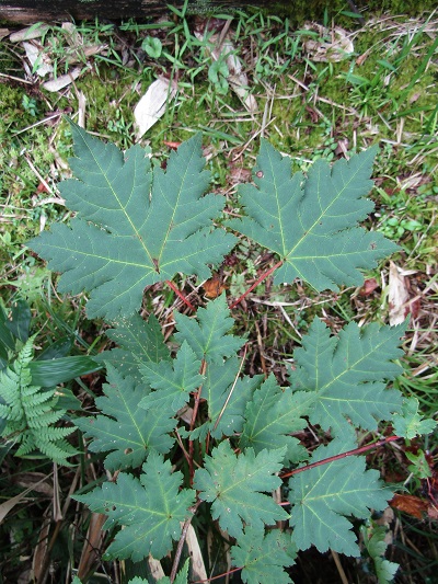 w004476oosirakawa1