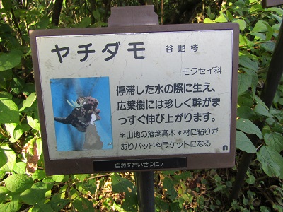 w004476oosirakawa10-2