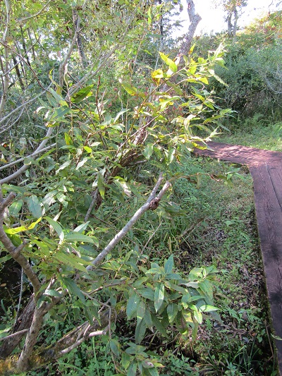 w004476oosirakawa12