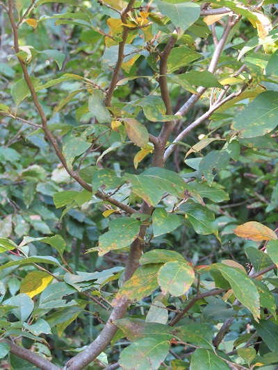 w004476oosirakawa13