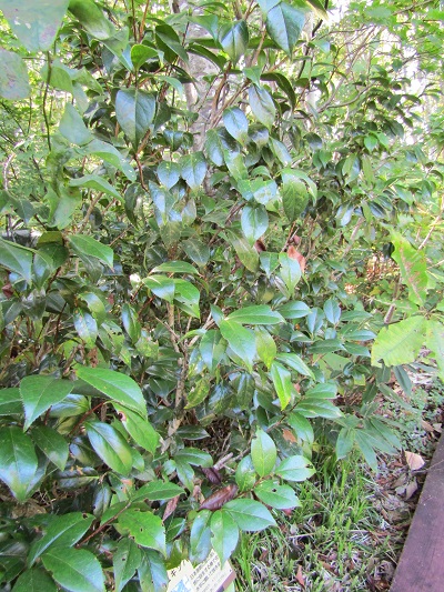 w004476oosirakawa15