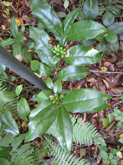 w004476oosirakawa17