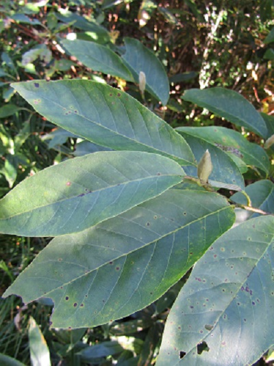 w004476oosirakawa18