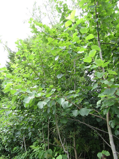 w004476oosirakawa20