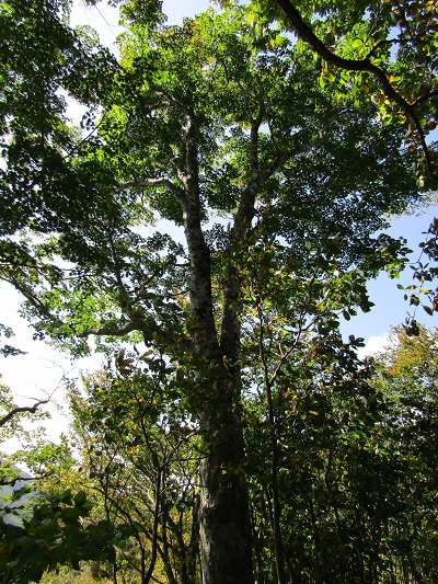 w004476oosirakawa4