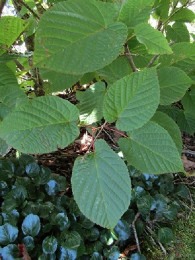 w004476oosirakawa5-1