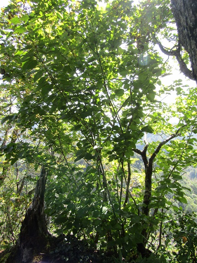 w004476oosirakawa5