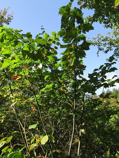 w004476oosirakawa8