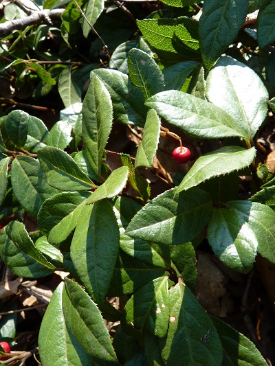 w004478tagami2
