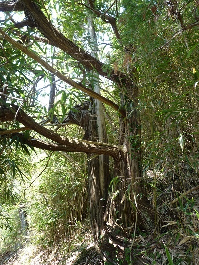 w004480katanoo