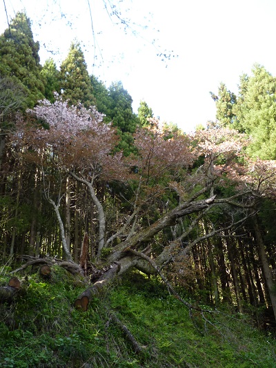 w004480kitakoura
