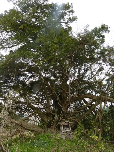 w004480tubaki1