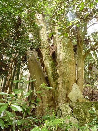 w004480tubaki2