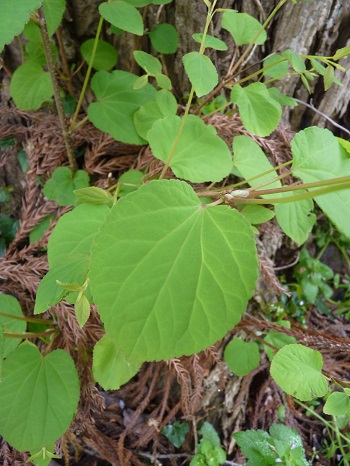 w004481niibo-1