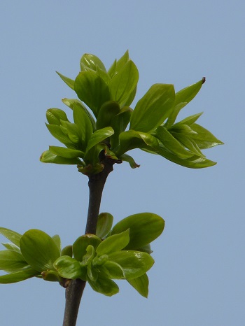 w004482tagirisu2-1