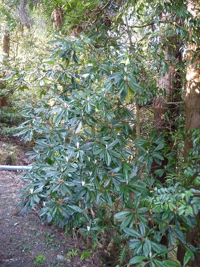 w004482tagirisu4