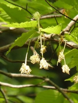 w004485sinkouji-2