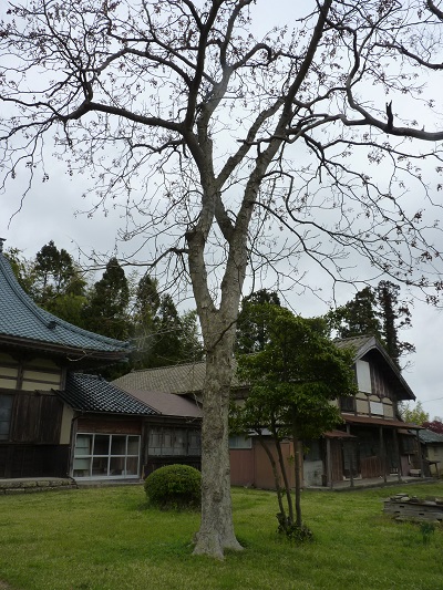 w004486nakaoki4