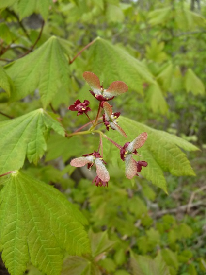 w004486yosiihonngou5