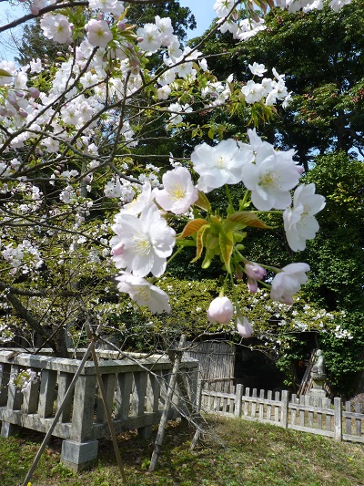 w004487motoogi