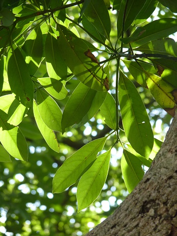 w004487motoogi1-1