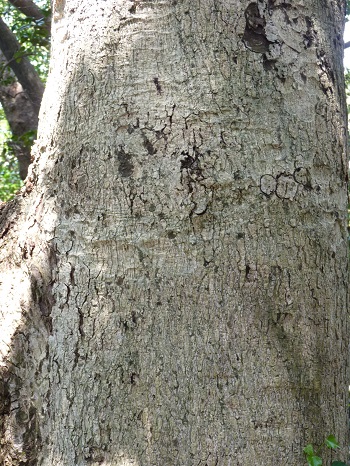 w004487motoogi1-2