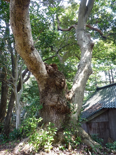 w004487motoogi1