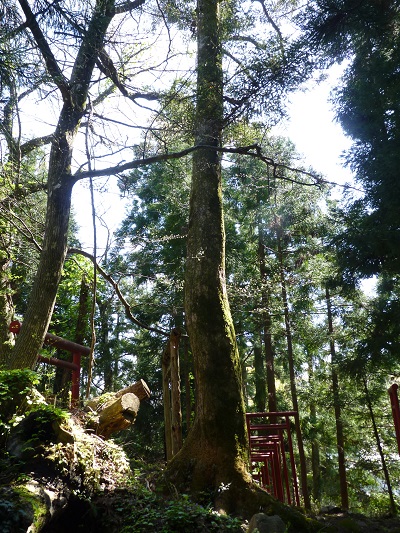 w004487tokuwa