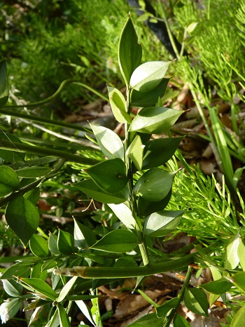 w004488hamotiiioka-1