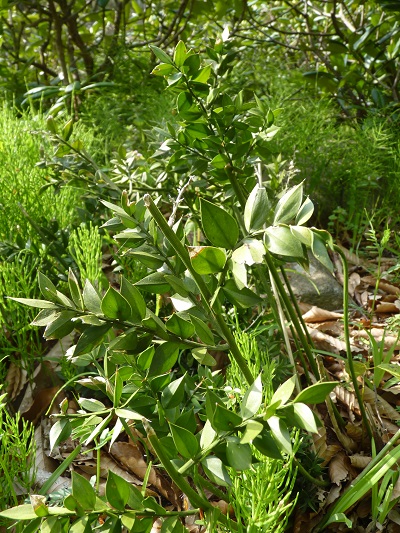 w004488hamotiiioka