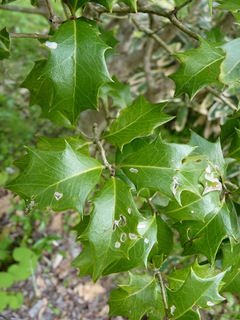 w004488hamotiiioka10-1