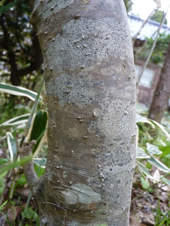 w004488hamotiiioka11-1