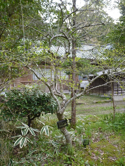 w004488hamotiiioka11