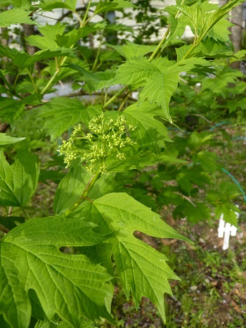 w004488hamotiiioka13-1