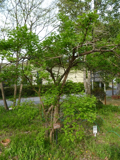 w004488hamotiiioka13