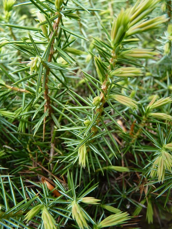w004488hamotiiioka15-1