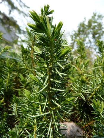 w004488hamotiiioka16-1