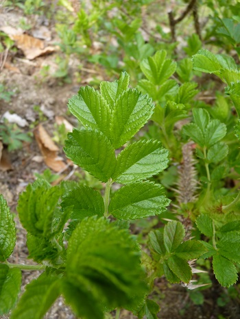 w004488hamotiiioka17-1
