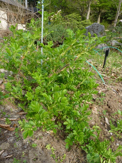 w004488hamotiiioka17