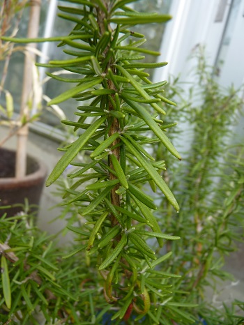 w004488hamotiiioka19-1