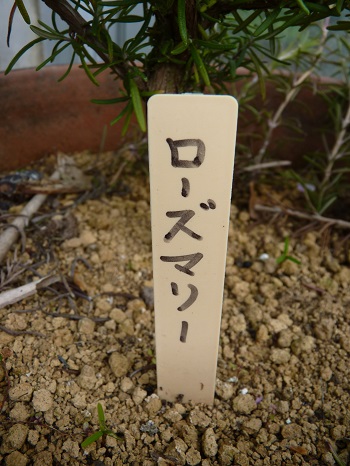 w004488hamotiiioka19-2